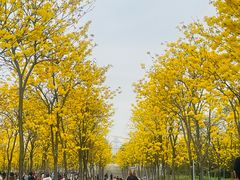 -喜洲吧·江畔老船厂·庭院餐厅(喜临院店)