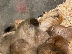 -zoonana室内动物园(东方福来德店)