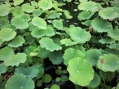 -莲花池公园