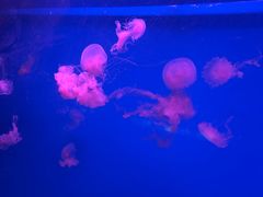 -蓬莱欧乐堡海洋极地世界