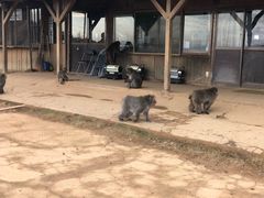 -岚山猴子公园