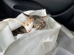 -乖乖宠物医院·猫科·急重症中心(车站北路分院)