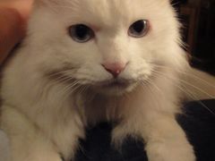 -Babycat私家御饼屋(龙头路一店)