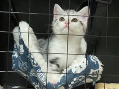 -欣宠猫屋·矮脚拿破仑·蓝金金渐层