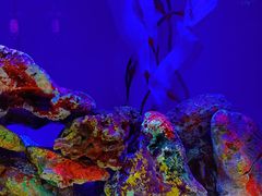 -上海海洋水族馆