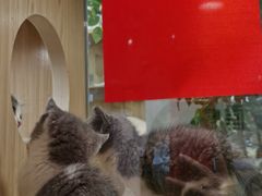 -屋虎猫馆(宝安大仟里店)
