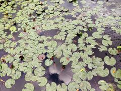 -杭州植物园