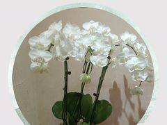-畅和茶坊·曦瓜中国大红袍