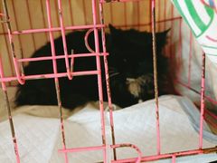 -乖乖乐动物医院(小汤山分院)