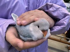 -曲阳花鸟市场(曲阳路店)