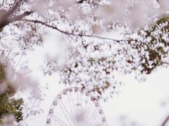 -顾村公园