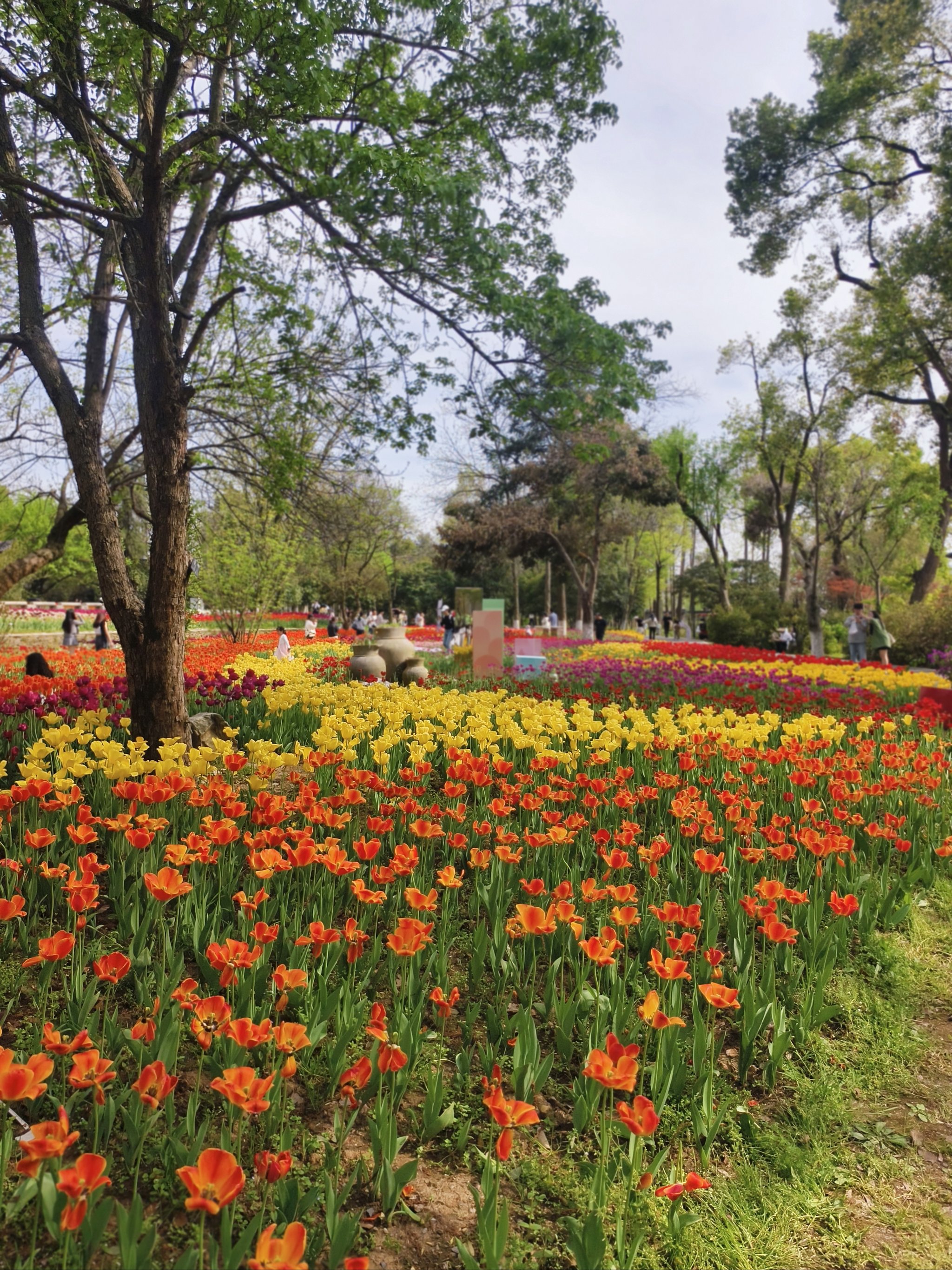 武汉风景图片 花草图片