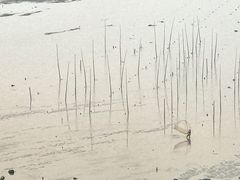 -北岐滩涂