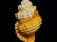 -青岛贝壳博物馆