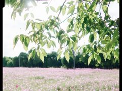 -无锡新湖铂尔曼大酒店