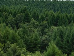 -塞罕坝国家级自然保护区