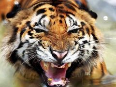 -栾川竹海野生动物园