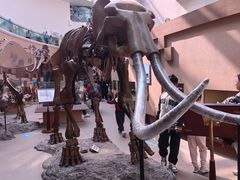 -陕西自然博物馆