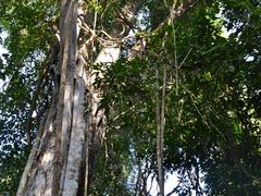-野象谷景区