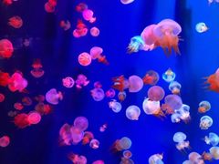 -成都浩海立方海洋公园