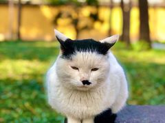 -西园寺