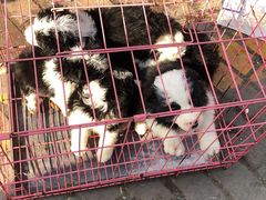 -李村大集