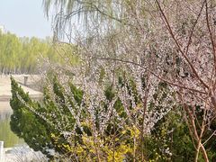 -桃花堤公园