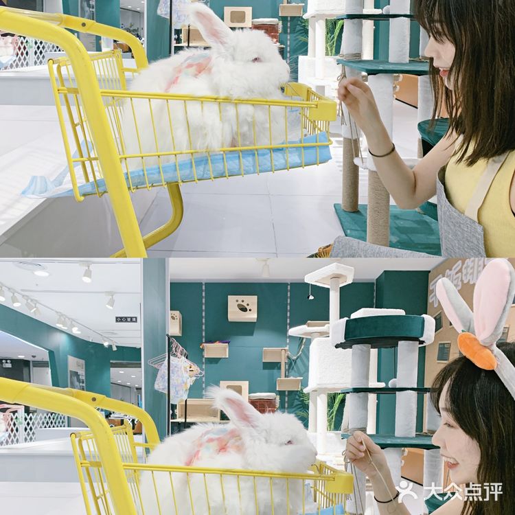 武汉撸兔|遇见萌宠江汉路探店