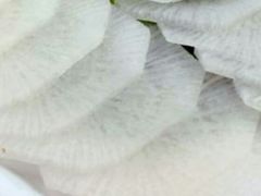 白萝卜-蜀留香火锅·始于1999·原四川老火锅(白堤路店)