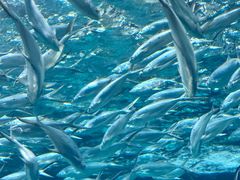 -上海海洋水族馆