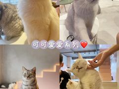 -猫儿山۰猫主题餐厅