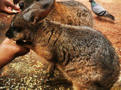 -费瑟代尔野生动物园