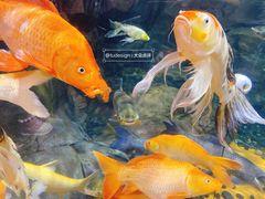 -上海海洋水族馆