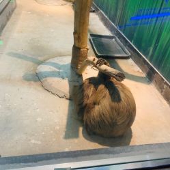 -未来动物城动物主题公园(大悦城店)