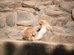 -合肥野生动物园