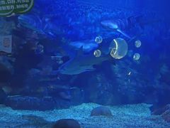 -烟台海昌鲸鲨海洋公园