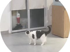 -Heymao猫咖.咖啡厅(东门店)