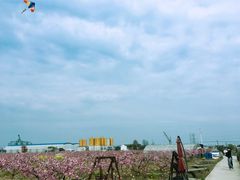 -樂桃源奉贤黄桃种植采摘基地