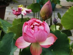 -莲花池公园