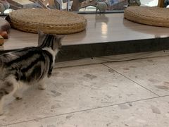 -飞行喵MR PILOT|猫舍·猫咖(静安大融城店)