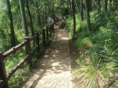 -上海佘山国家森林公园天马山园