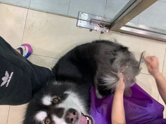 -宠福鑫康馨动物医院·骨科·眼科