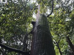 -天目山大树王景区