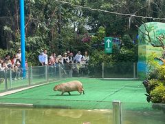 -广州长隆飞鸟乐园