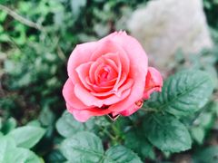 -西湖外事游船(花港观鱼码头)