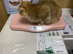 -瑞派宠物医院·24h·骨外科·皮肤科·全科宠物医疗转诊中心(沈阳浑南院)
