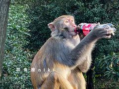 -苏州上方山国家森林公园