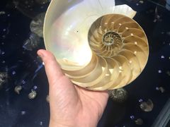 -青岛贝壳博物馆