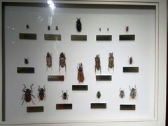 -上海昆虫博物馆