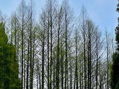 -武陵山森林公园